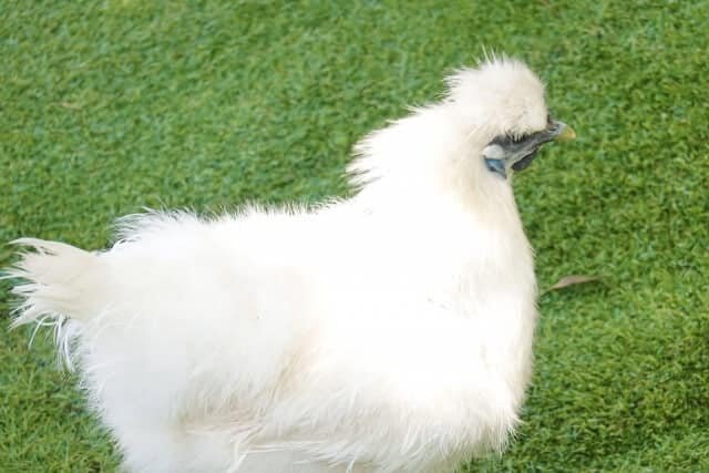 ⛩️ 타카야시키 이나리 신사 (타카야시키 이나리 진자) 이미지 14